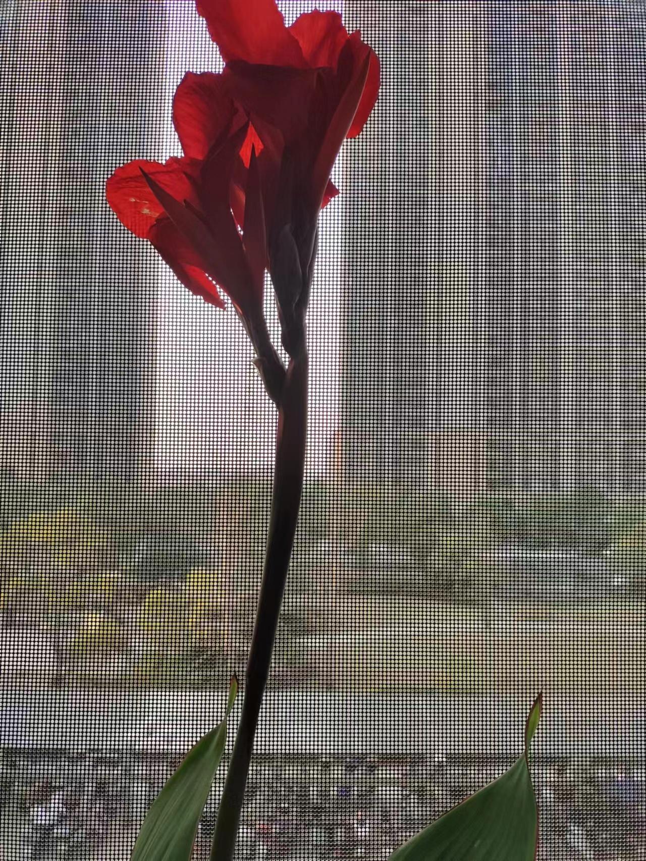 追花逐梦中